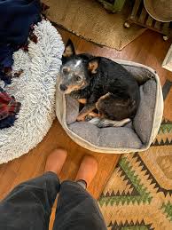 Update: FOUND please help us find this dog. missing from E Lee St.