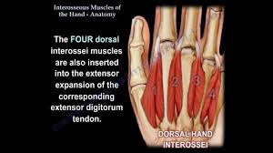 Medial sides of metatarsals of toes iii to v insertion: Interosseous Muscles Of The Hand Anatomy Everything You Need To Know Dr Nabil Ebraheim Youtube