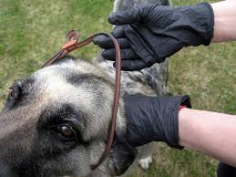 All are practical preventative measures. 5 Best Dog Tick Collars 2021 Reviews