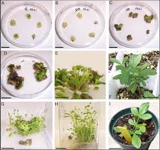 Image result for Lotononis bainesii