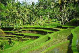 Bukti pengakuan tersebut sangat banyak. Subak Keserasian Masyarakat Agraris Pulau Dewata Indonesia Kaya
