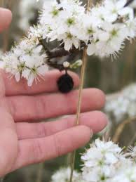 Doch bei allen beeren ist die handelt es sich um einen strauch mit vielen dornen oder dicken asttrieben, dann ist eine astschere. Was Ist Das Fur Ein Strauch Baum Weisse Bluten Und Dunkle Frucht Keine Stacheln Dornen Felsenkirsche Kirschpflaume Pflanzen Botanik Obstbaum