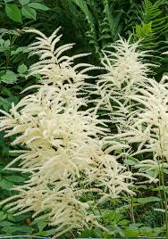 Waldgeissbart Pflanzen Pflanzenwelt Bepflanzung