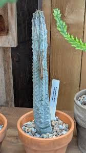 Image result for Euphorbia platycephala