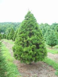 Mimosa trees are particularly beautiful with leaves like small ferns and large, pink flowers that bloom in the late summer. Virginia Pine Trees For Sale Buy Pine Trees Online Fast Shipping