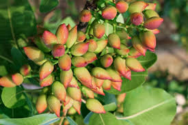 Pistachio Tree