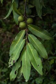 Image result for Diospyros mespiliformis