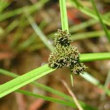 Image result for Cyperus difformis