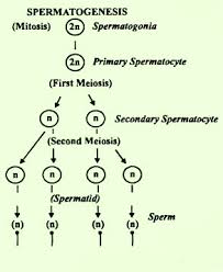 Explain Speramatogenesis With Flow Chart Biology Human