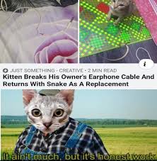Author cleanmemesposted on july 1, 2019june 26, 2019categories cat memes, clean funny images, clean memes, dog memestags cat memes, clean funny images, clean memes, dog memes. 65 Of The Best Cat Memes That Show Who S The Real Boss Inspirationfeed