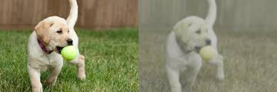 Much the same can be said for mammals in general, with the exception of primates. Are Dogs Color Blind Side By Side Views American Kennel Club