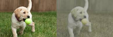 Our eyes have three cones. Are Dogs Color Blind Side By Side Views American Kennel Club