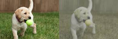 Much the same can be said for mammals in general, with the exception of primates. Are Dogs Color Blind Side By Side Views American Kennel Club