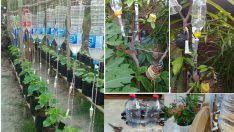 Damla sulama sistemi toprak yüzeyine ve toprağın hemen altına yerleştirilebilir. Serum Hortumu Ile Damla Sulama Sistemi Kendin Yap Diy Sulama Organik Bahcecilik Bitki