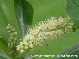 Image result for Terminalia sericea