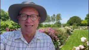 Cascading climbing roses down retaining walls