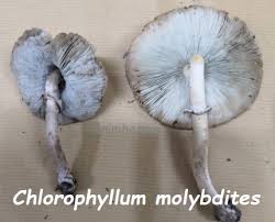 Maybe you would like to learn more about one of these? Anim Agro Technology Keracunan Makanan Akibat Cendawan Liar