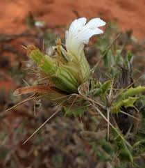 Image result for Blepharis diversispina