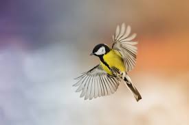 Image result for Kohlmeise vogelhouse