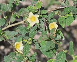 Image result for Sida ovata