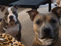 I try to support local artists whenever I am able to do so. Taylor Shellito  is not only brilliant and beautiful, she is multi-talented. She created  this amazing piece of canvas work