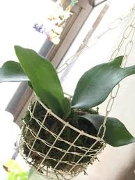 吊るして楽しむ 人気の観葉植物 コウモリラン を育ててみませんか キナリノ