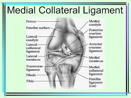 Related online courses on physioplus. Knee Boney Anatomy Femur Medial Condyle Epicondyle Ppt Video Online Download
