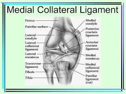 Check spelling or type a new query. Knee Boney Anatomy Femur Medial Condyle Epicondyle Ppt Video Online Download