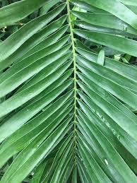 Image result for Fuirena zambesiaca