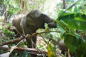 Never Forget Elephant Foundation - Did you catch our post from a couple of  days ago when we talked about banana trees and how much the Never Forget  herd loves to munch