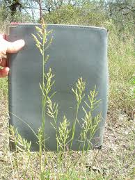 Image result for Trichoneura