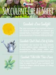 Tips for taking care of succulents and cacti from food52. How To Make And Maintain A Succulent Terrarium