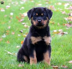 What does an australian shepherd rottweiler mix look like? Rottweiler Mix Puppies For Sale Greenfield Puppies
