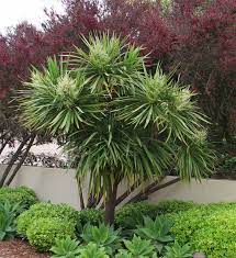 He also spruces up the corridor with an assortment of potted plants turning it into colorful works of art. 5 Low Maintenance Plants For Landscaping