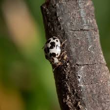San juan national historic site preserves stories of great ambition and aspirations. La Importancia De Las Chinitas Nativas Para Los Ecosistemas Mucho Mas Que Un Insecto De Buena Suerte Ladera Sur