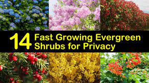 A row of fast growing evergreen trees for privacy or fast growing privacy shrubs can become a living privacy fence that blocks noise, reduces air pollution, slows the wind, and, most noteworthy, hides an unwanted view. 14 Fast Growing Evergreen Shrubs For Privacy