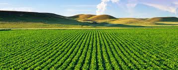 Agriculture Businesses For Sale And First Buy Sell In Greece Http Gr Firstbuysell Com Business For Sale Agricultu Agriculture Agriculture Business Agronomy