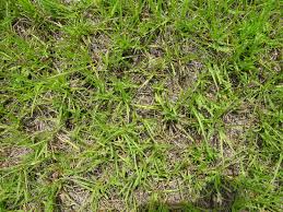 Image result for Paspalum notatum