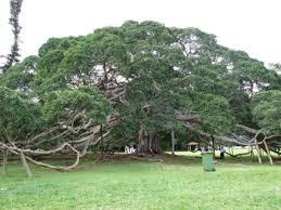 Botanischer garten hakgala in nuwara eliya, sri lanka ein garten mit mehr als 10'000 pflanzenarten die geschichte des botanischen gartens von hakgala ist eng mit dem gin tonic verbunden. Bilder Botanischer Garten Peradeniya Grosster Ficus Benjamini Kandy Sri Lanka Landesinnere Sri Lanka