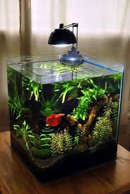 For a betta fish tank, i always recommend a minimum of least 3.0 gallons in size. Coolest Betta Fish Tank Ideas Homemydesign