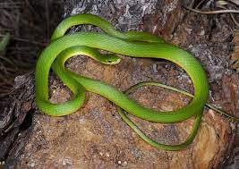 Pin By Reptile Mom On Rough Green Snake Green Snake Beautiful Snakes Snake