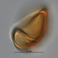 Image result for Vittaria elongata