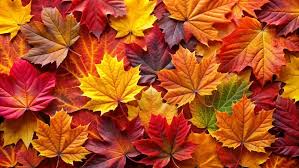 Fall colors Images - Free Download on Freepik