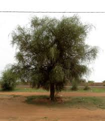 Image result for Balanitaceae