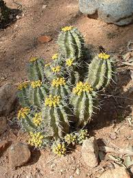 What kind of relations or friends do you have? Cactus And Succulent Plant Quiz On Line Guide To The Positive Identification Of Members Of The Cactus Family