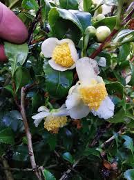 Image result for Camellia sinensis