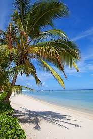 Palm Trees And A White Sand Beach Near The Lux Le Morne Hotel On The Le Morne Summer Beach Pictures Beach Beach Resorts