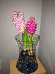 Hyacinth Bulbs Grown In A Vase With Glass Beads And Water Brighten Up The Indoors Water Beads Indoor Plants Indoor Decor