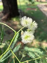 Image result for Otholobium foliosum