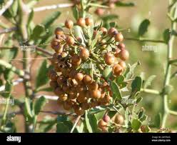Image result for Gymnosporia buxifolia